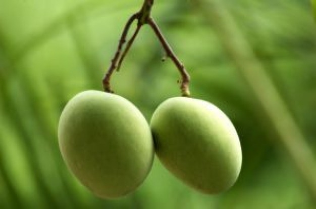 Mango Biche Para Tus Antojos Huuummm Mango Verde Y Maduro Sus Propiedades Curativas