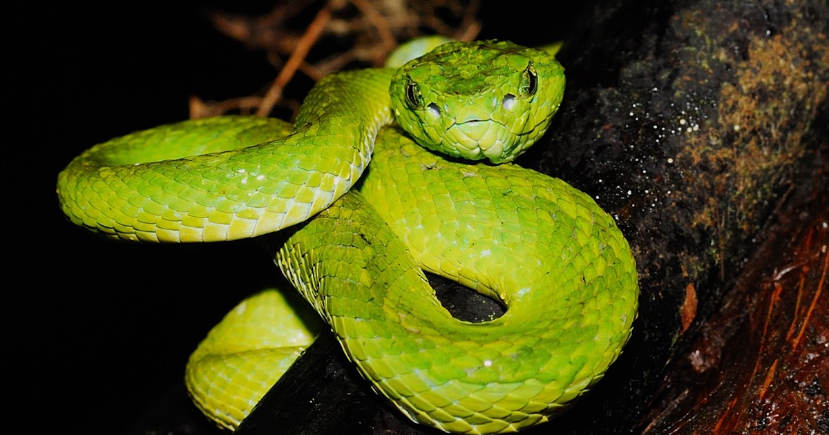 March's Palm Pit Viper Brendan Monaco