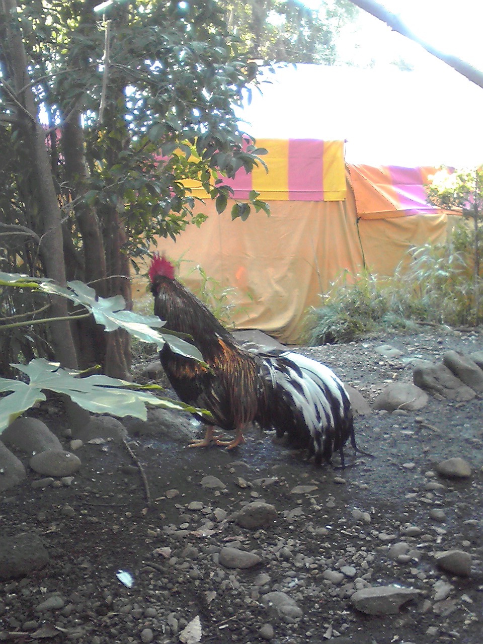 ハワイでコンド 谷保天満宮の鶏 東京