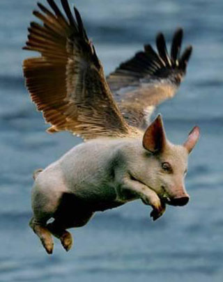 Flying_Pig.JPG