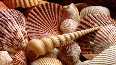 Shell super harga terbaik 2024 untuk kendaraan Anda