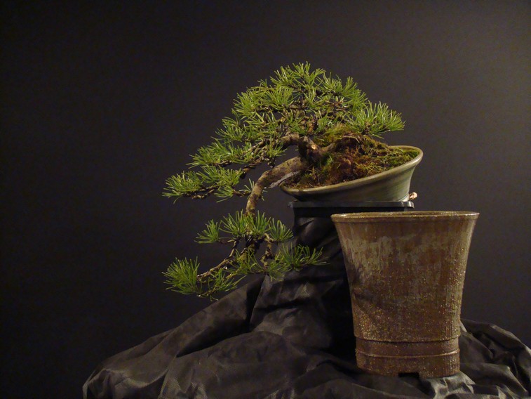 An Introduction to Bonsai Location, Overwintering, Mallsai, Collecting