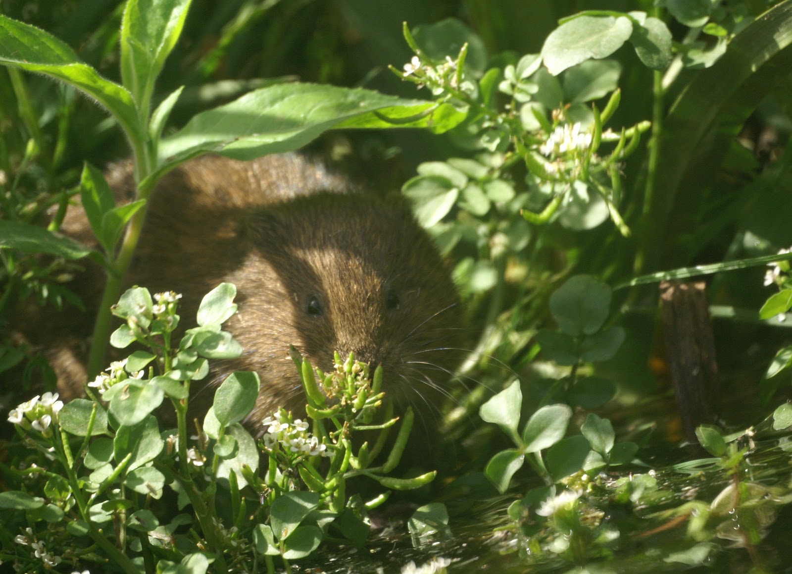 Contacto Natura Rata de agua 4