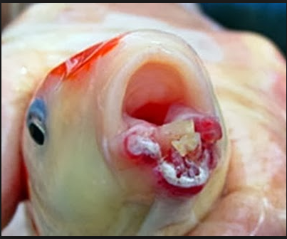 Penyakit Ikan Louhan dan Obatnya