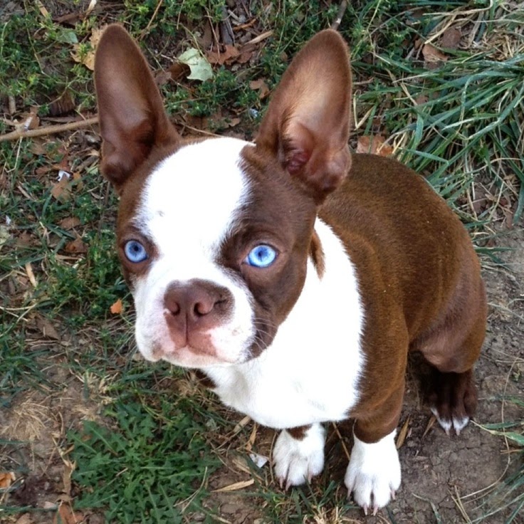 Red Boston Terrier Puppies with Blue Eyes Picture of Puppies