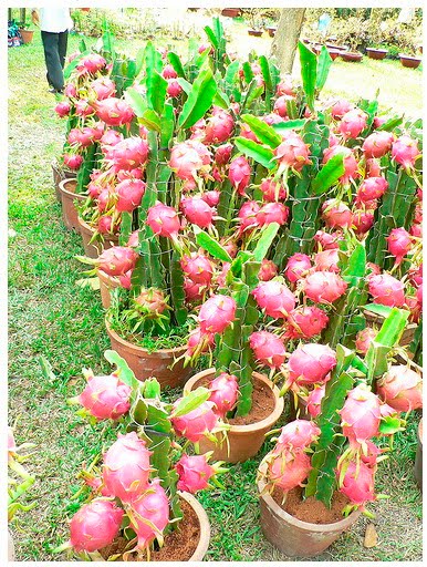 gambar pohon buah naga pot