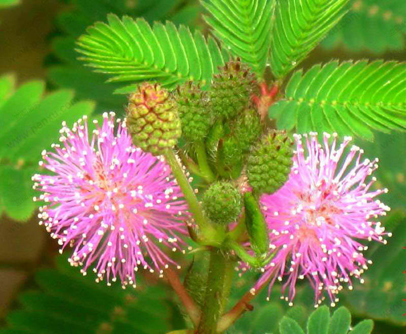The Science Nuggets: Mimosa pudica: The Defensive Revelations Behind ...