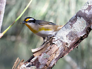 Striated Pardalote