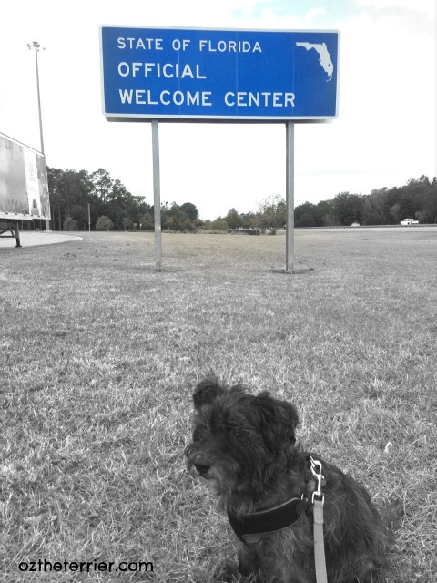 Oz the Terrier makes a stop at the Florida Welcome Center on his latest road trip