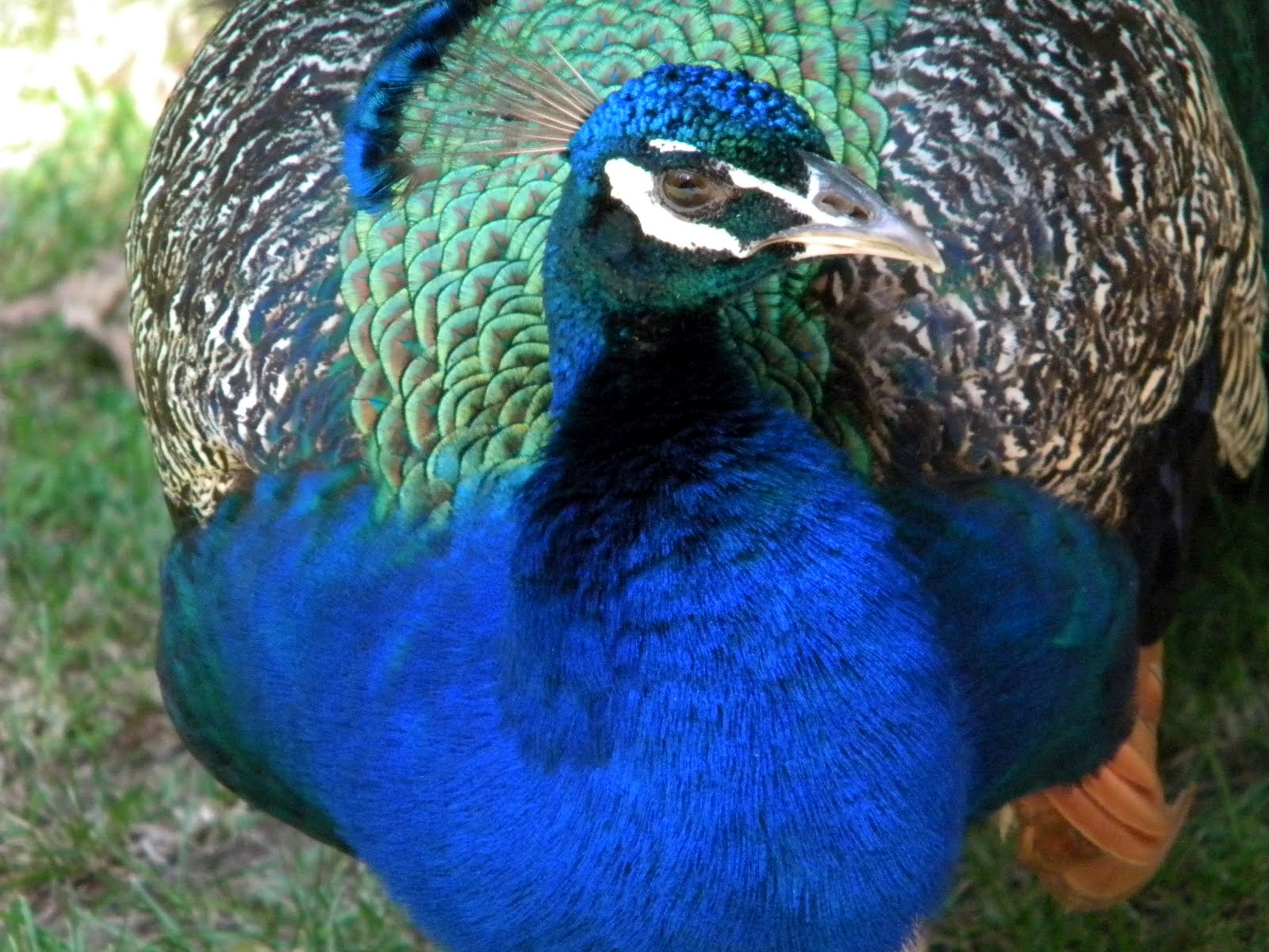 meken Its A Peacock Thing You Wouldnt Understand PF meken Its A Peacock Thing You Wouldnt Understand PF