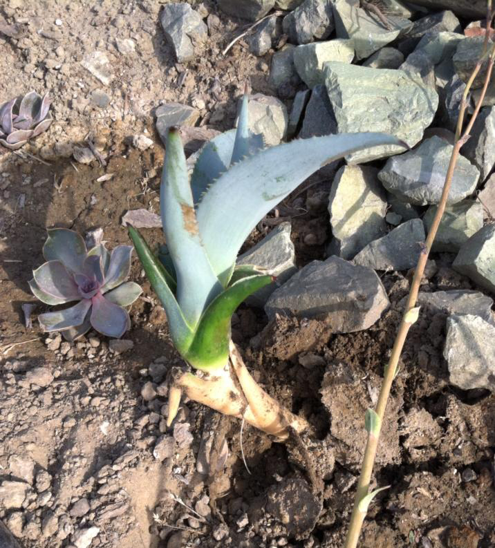 Succulent Succulence Agave Propagation