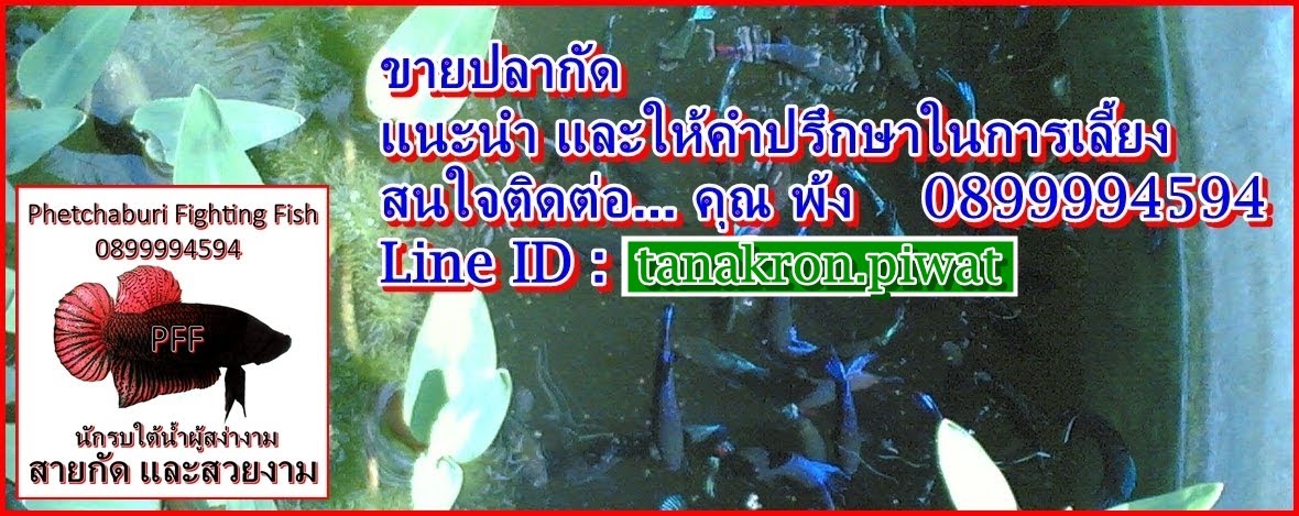 Phetchaburi Fighting Fish