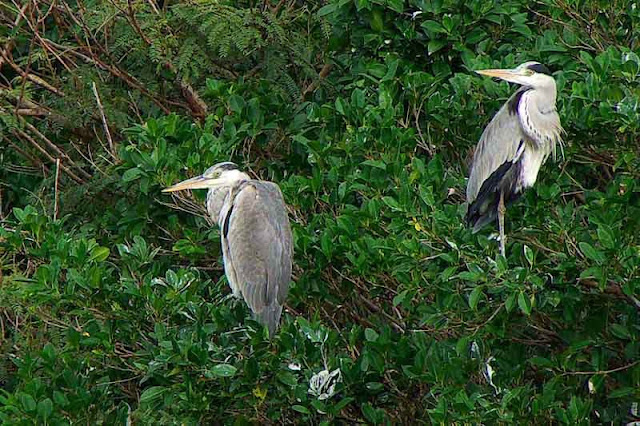 pair of Grey Herons