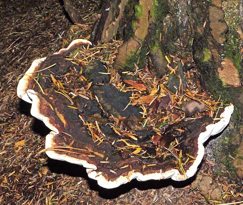 OF CURIOSITIES Heterobasidion annosum a notorious, treekilling bracket fungus