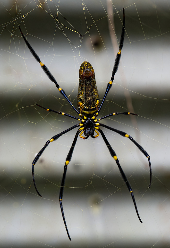 Golden Orb Weaver golden-orb-weaver