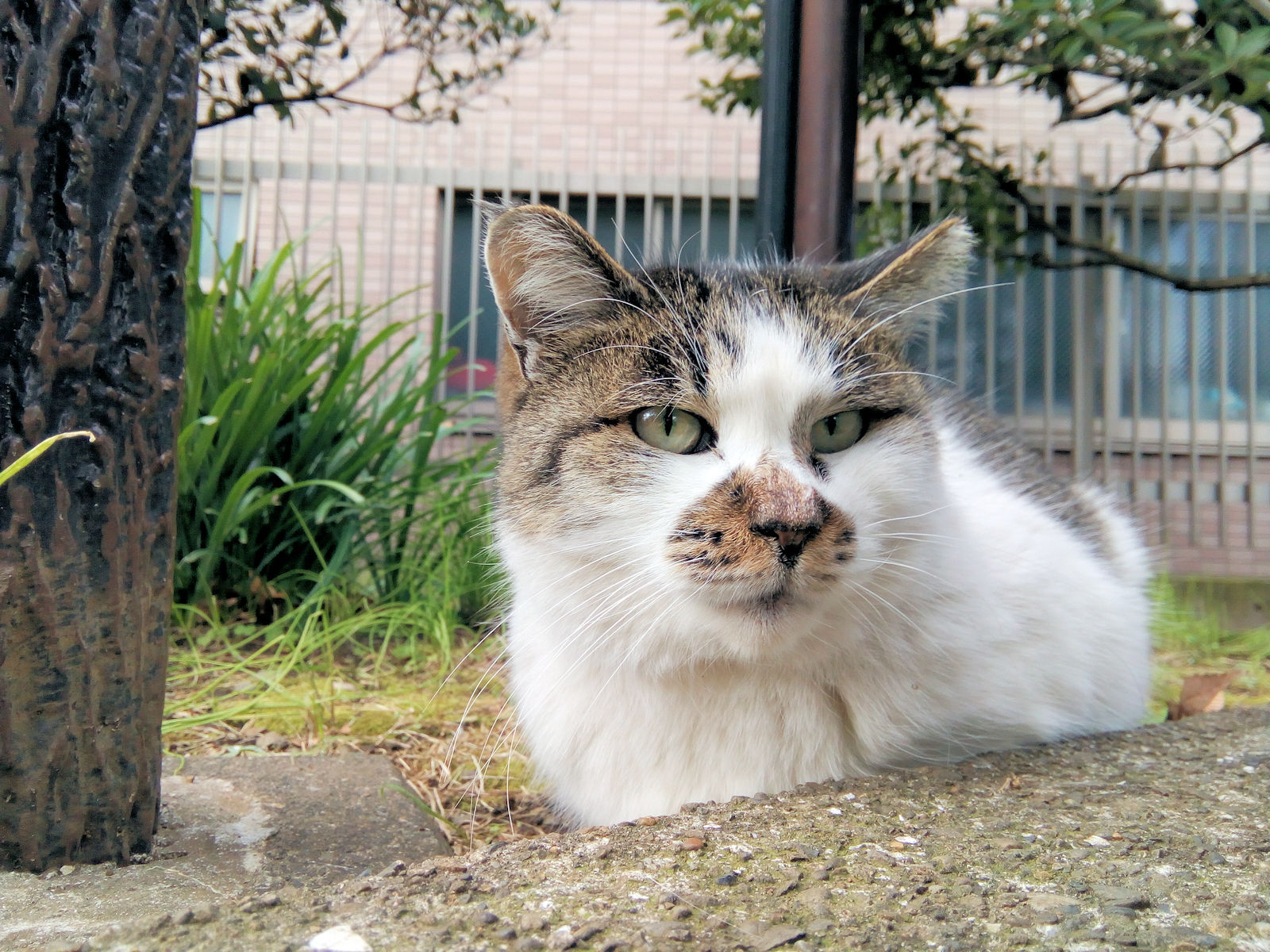 アースアワー: アースアワーとは何なのか、いつなのか、なぜ重要なのか - アースアワーはいつですか