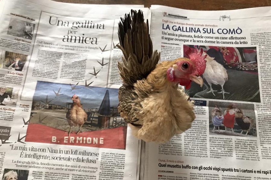 NINA....LA GALLINA DA COMPAGNIA SUL COMO'