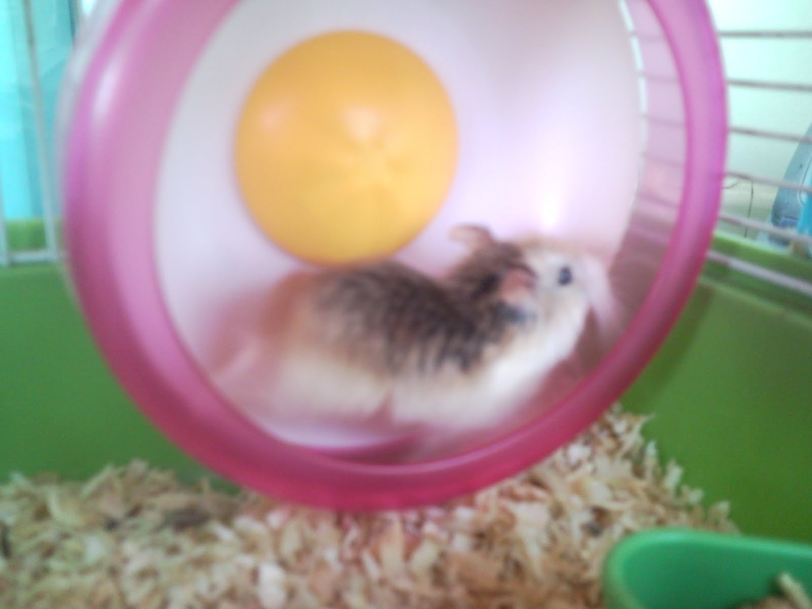 Pet Mad!!!! Hamster and WheelsD