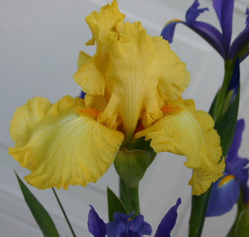 Colorful DUTCH IRIS and Yellow BEARDED IRIS Sowing the Seeds