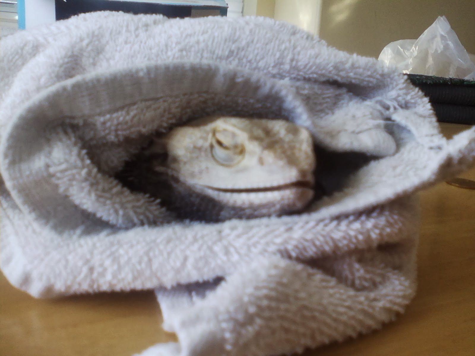 bearded-dragon-belly-stress-marks-9.jpg bearded-dragon-belly-stress-marks-9.jpg