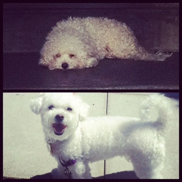 10 Before and After Photos that Show What Love Does to an Unwanted Dog