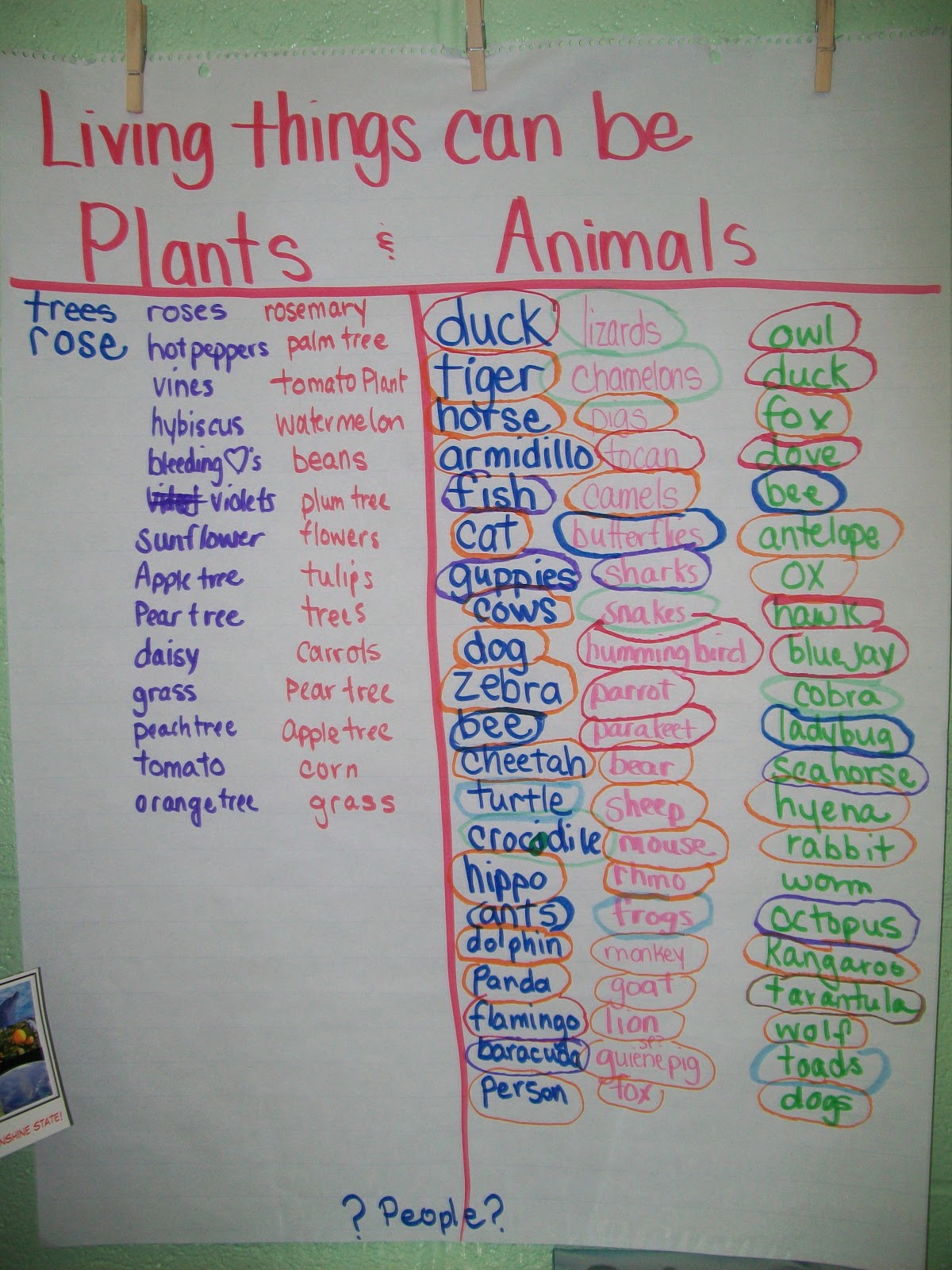 First Grade Rock Stars Living Things