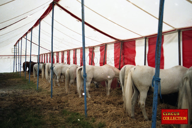 Les chevaux du cirque barum aligné dans la tente écuries