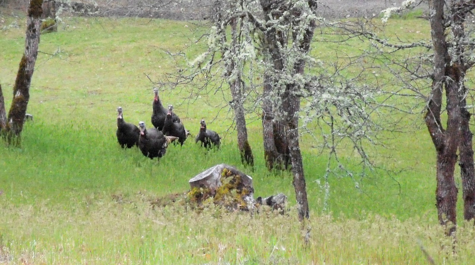 Kristy Titus: Under Armour Oregon Rio Grande Turkey Hunt