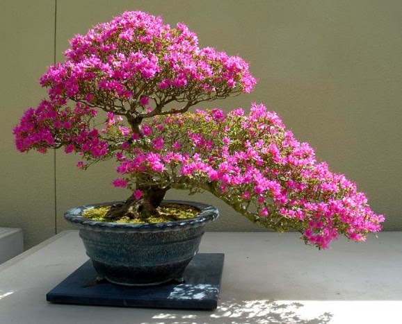 Macam Macam Tanaman Bunga Yang Dapat Dijadikan Bonsai Tempat Hijau