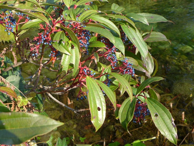 Reveries Instants De Mars