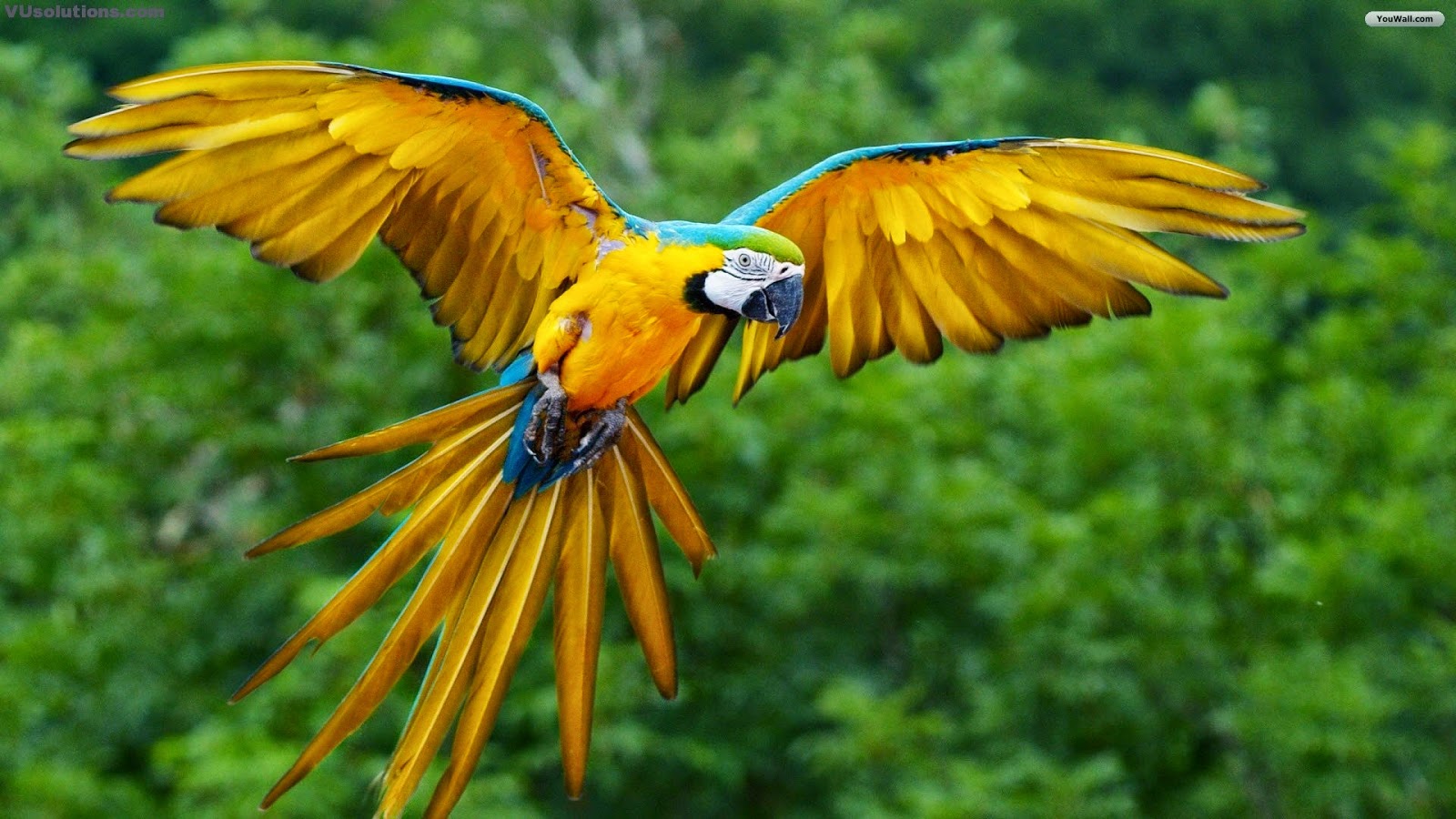 Beautiful Birds Hd Wallpaper | Hot Wallpapers Now