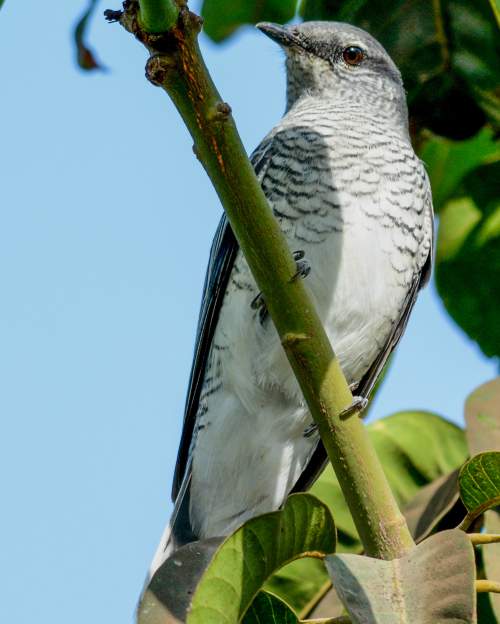 Indian birds - Image of Black-headed cuckooshrike - Lalage melanoptera