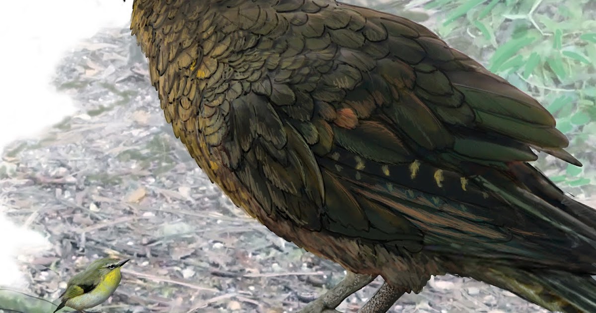 Species New to Science: PaleoOrnithology • 2019 Heracles ...