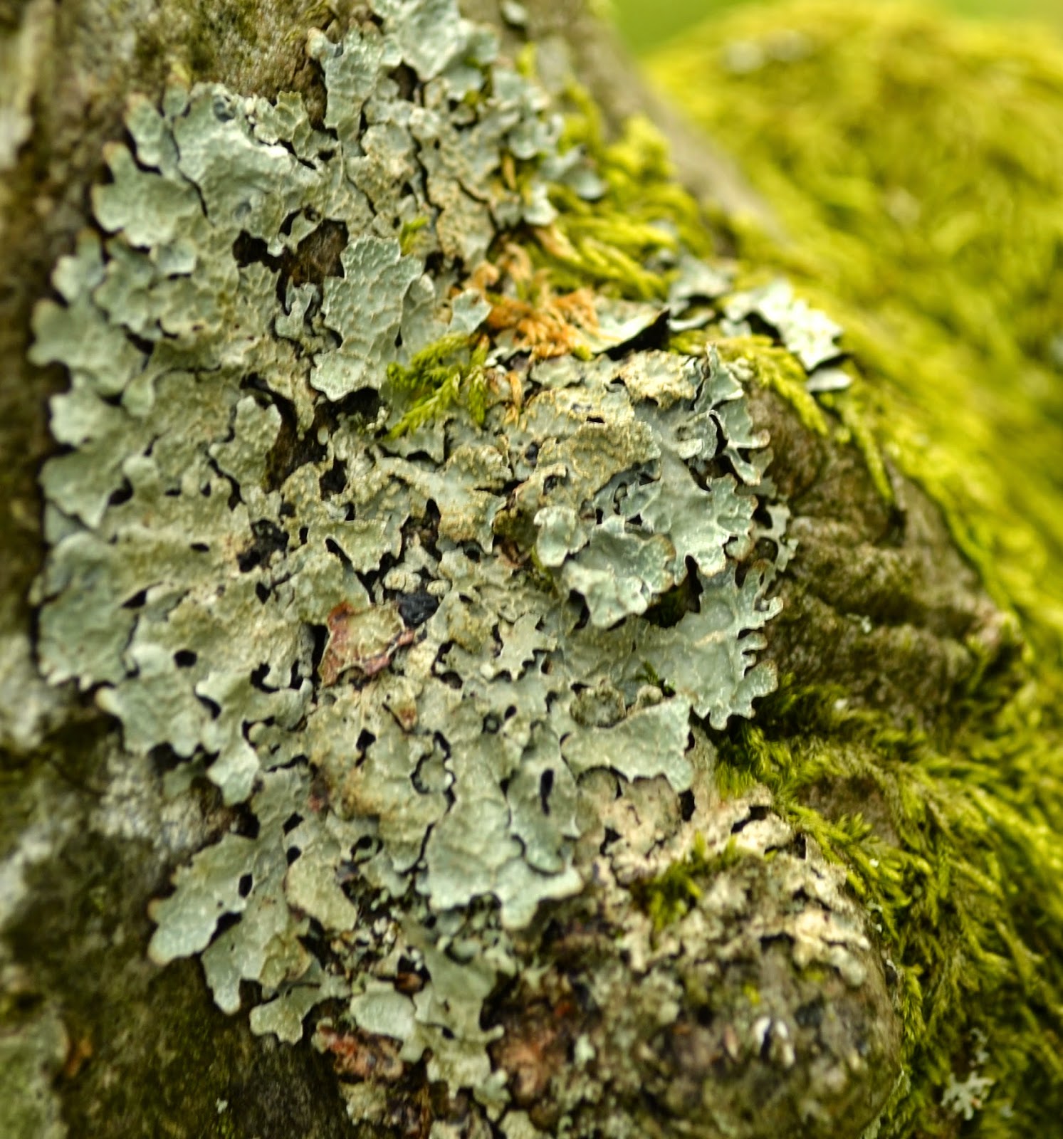 Knitting Novice Lichen and Musings on Yarn Dyeing