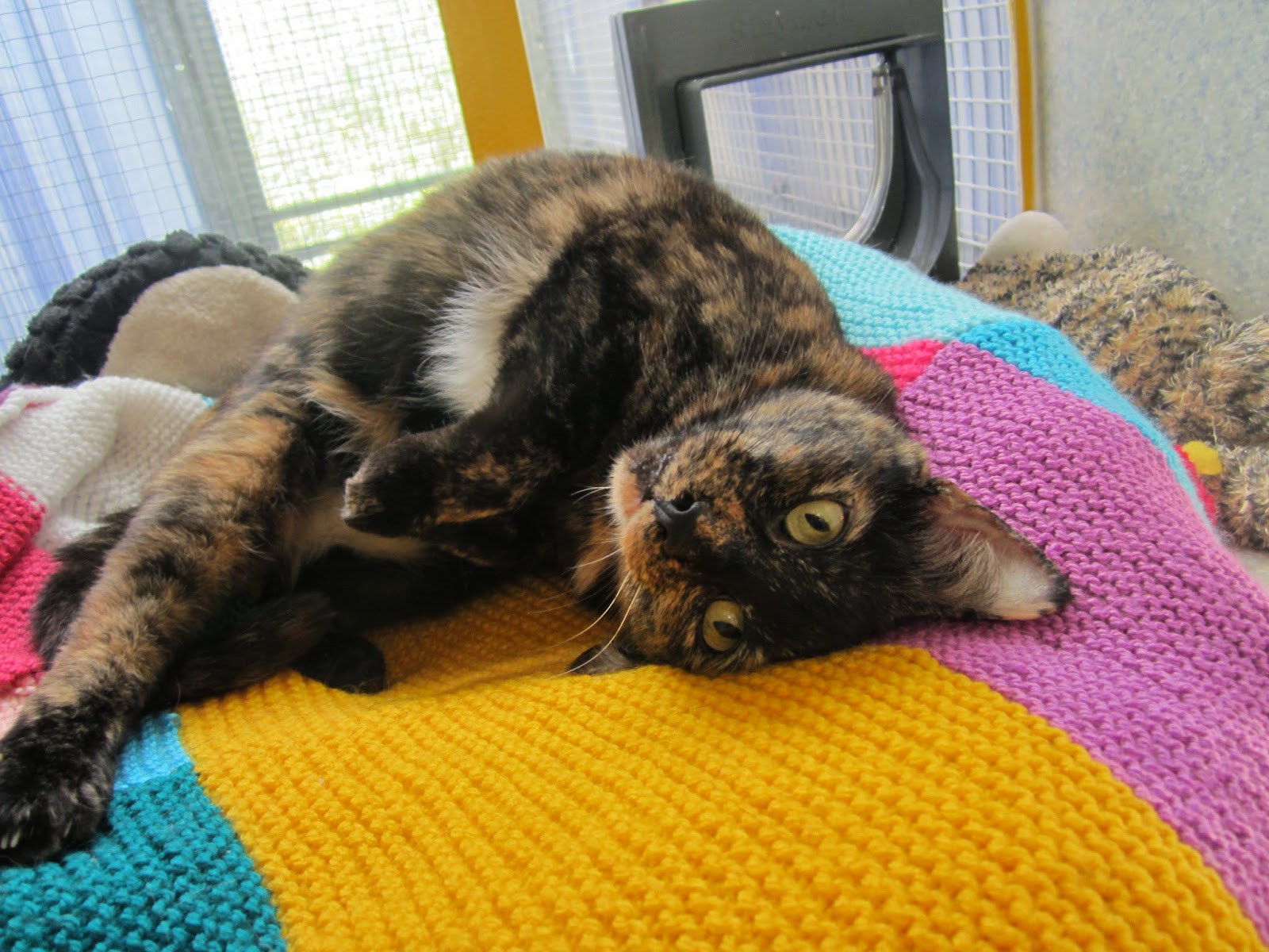 Cats Protection Exeter Axhayes Adoption Centre November 2014