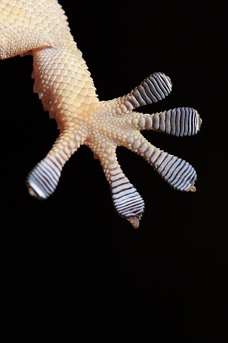 Resultado de imagen de Salamanquesa comun pies