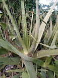 Alovera एलोवेरा