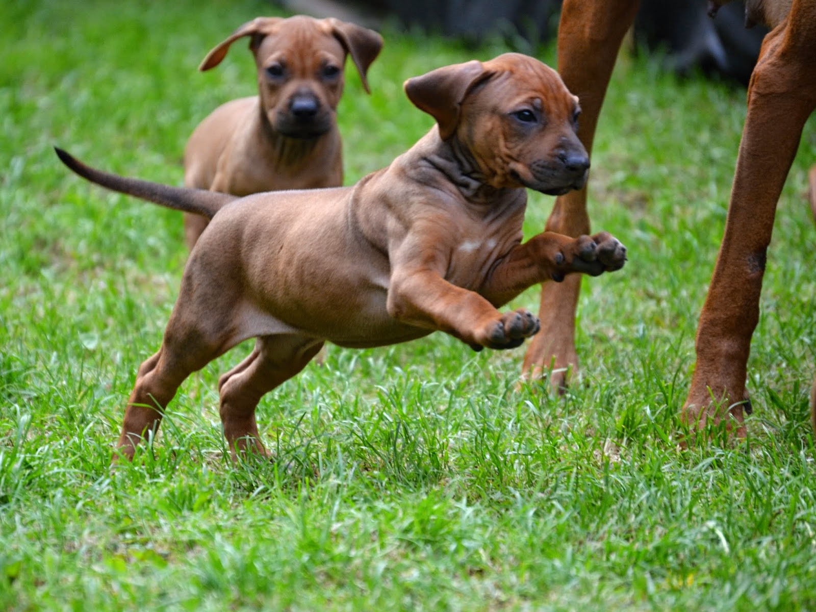 Rhodesian Ridgeback Puppies And Dog Pictures Pictures Of Animals 2016