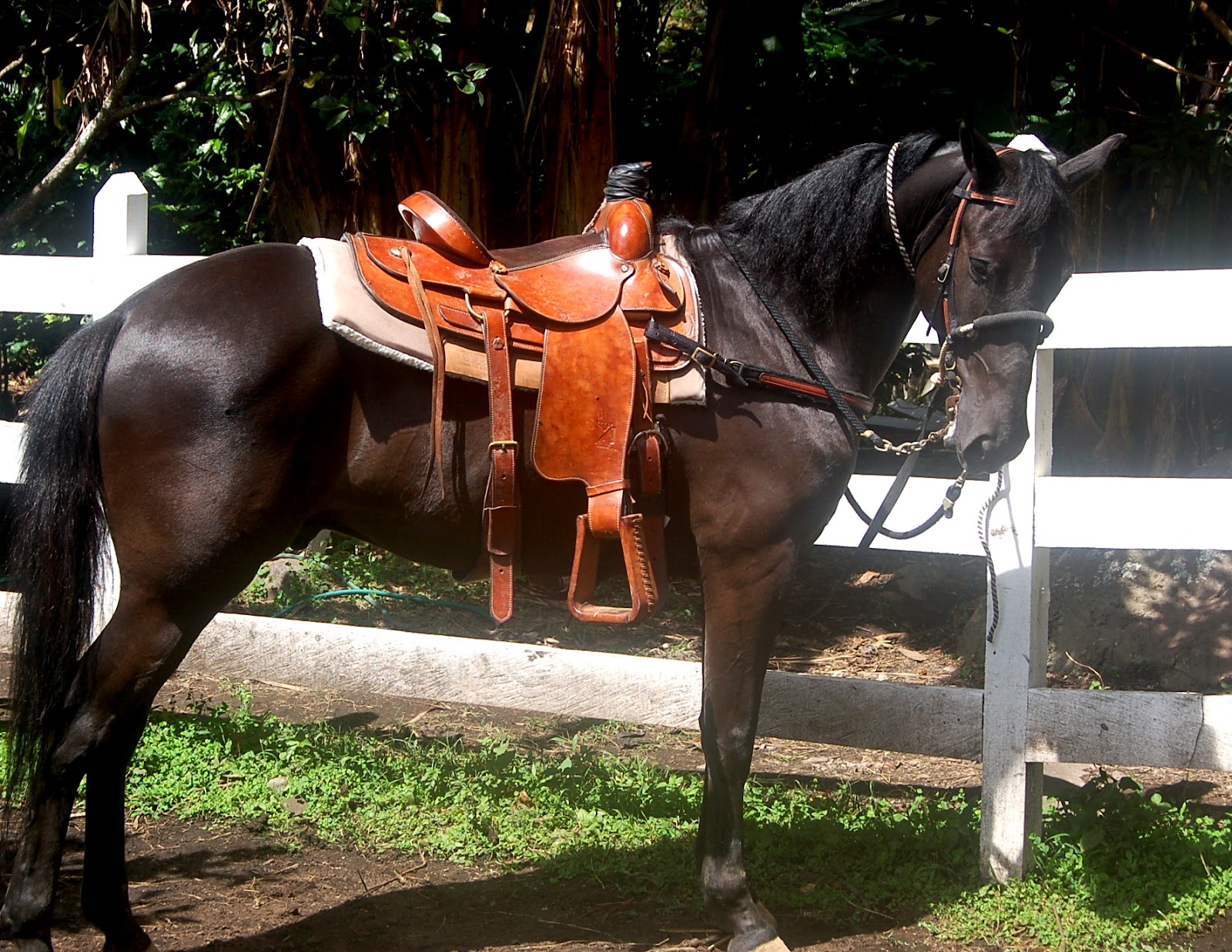 Horse Talk Panama Horses and People of Boquete, Panama