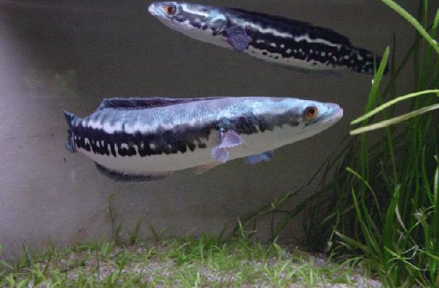 Packing Bibit Ikan Toman Kalimantan Griya Arka Kendal