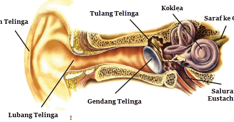 Indera Pendengaran Pada Manusia