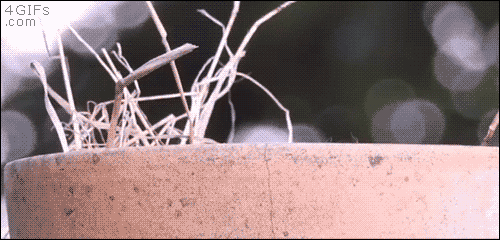 10-funny-gif-334-owl-plays-peek-a-boo.gif