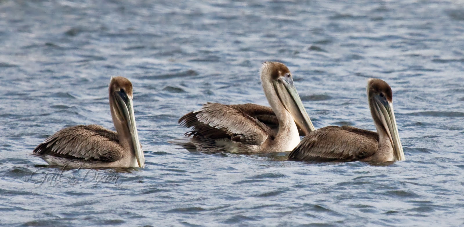 Louisiana Belle: Brown Pelican Facts