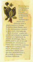 mandragora