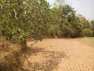 Paddy fields left fallow Paddy fields left fallow
