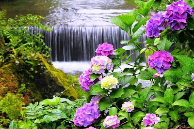 Cascadas en el río y flores hortensias