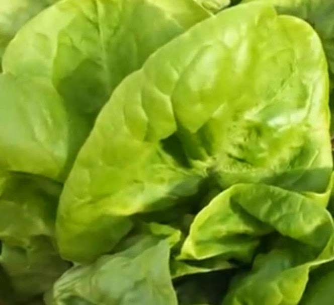 Kopfsalat Blattsalat