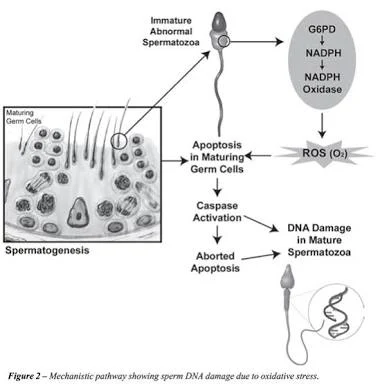 Immature Abnormal Spermatozooa : Immature Grem Cell (lab prodia/prahita), Spermatid (lab pramita), Sel bulat (Lab rumah sakit atau lab lawas). Ini akibat DNA Damage sebab ROS Immature Abnormal Spermatozooa : Immature Grem Cell (lab prodia/prahita), Spermatid (lab pramita), Sel bulat (Lab rumah sakit atau lab lawas). Ini akibat DNA Damage sebab ROS