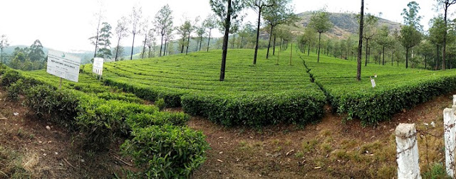A first timer's travel guide to Kerala - Munnar munnar kerala tea gardens