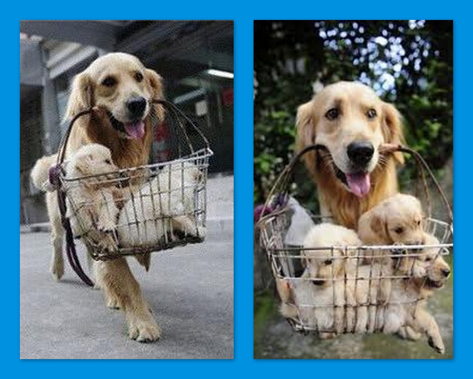 * Köpek Sahiplenme Hakkında Bilgiler * Golden Retriever Kont ve Likya